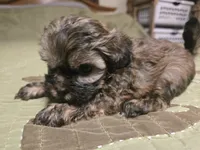 Saffron , a female Shihpoo for sale in Carlyle, IL – Photo 6 of 7