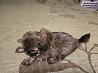 Saffron , a female Shihpoo for sale in Carlyle, IL – Photo 2 of 7