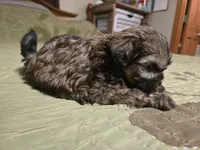 Saffron , a female Shihpoo for sale in Carlyle, IL – Photo 5 of 7