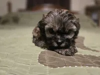 Saffron , a female Shihpoo for sale in Carlyle, IL – Photo 7 of 7