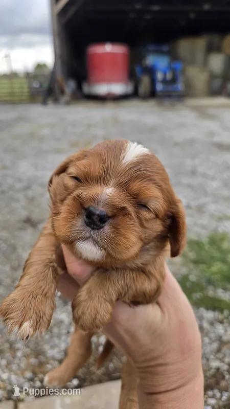 Bruce – Cavalier King Charles Spaniel puppy for sale in Carlyle, IL
