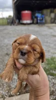 Bruce, a male Cavalier King Charles Spaniel for sale in Carlyle, IL – 1 of 7