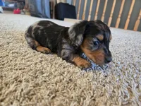 Thelma, a female Miniature Dachshund for sale in Carlyle, IL – Photo 4 of 9