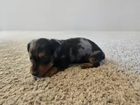 Thelma, a female Miniature Dachshund for sale in Carlyle, IL – Photo 1 of 9