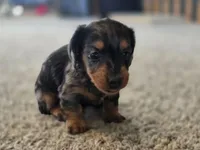 Thelma, a female Miniature Dachshund for sale in Carlyle, IL – Photo 7 of 9