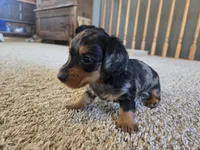 Thelma, a female Miniature Dachshund for sale in Carlyle, IL – Photo 5 of 9