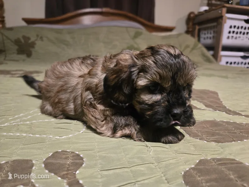 Bay  – Shihpoo puppy for sale in Carlyle, IL