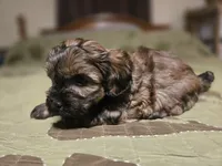 Bay , a male Shihpoo for sale in Carlyle, IL – Photo 8 of 8
