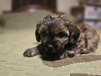 Bay , a male Shihpoo for sale in Carlyle, IL – Photo 6 of 8