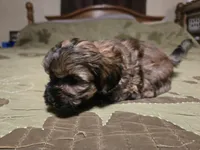Bay , a male Shihpoo for sale in Carlyle, IL – Photo 4 of 8