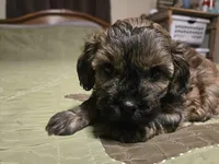 Bay , a male Shihpoo for sale in Carlyle, IL – Photo 3 of 8