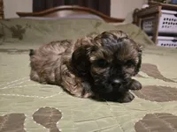Bay , a male Shihpoo for sale in Carlyle, IL – Photo 5 of 8
