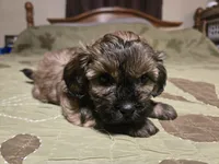 Bay , a male Shihpoo for sale in Carlyle, IL – Photo 2 of 8