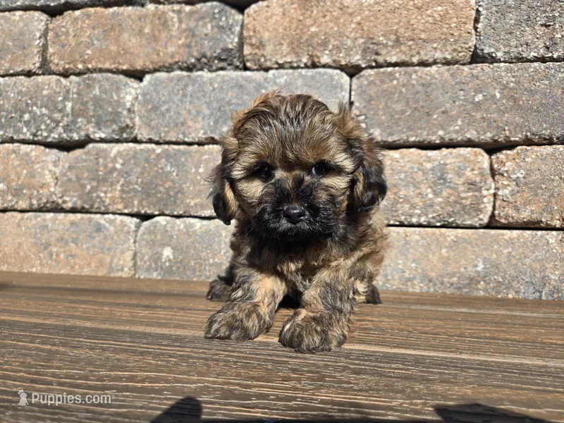 Bay  – Shihpoo puppy for sale in Carlyle, IL