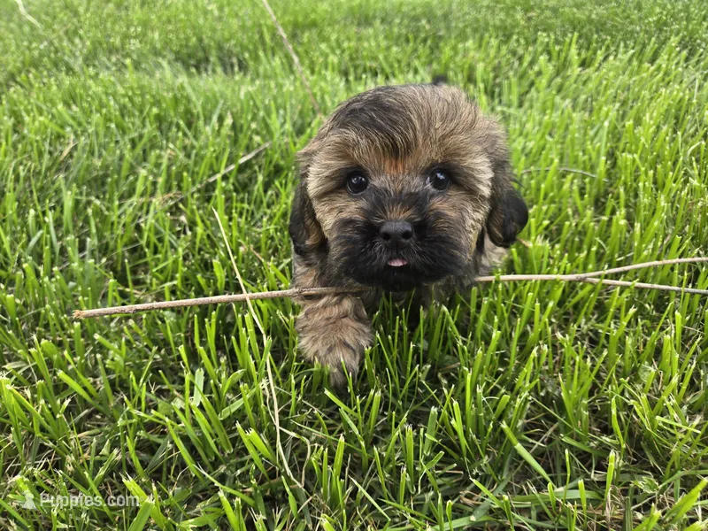Bay  – Shihpoo puppy for sale in Carlyle, IL