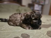 Bay , a male Shihpoo for sale in Carlyle, IL – Photo 7 of 8