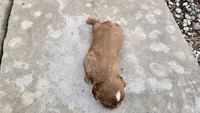 Bruce, a male Cavalier King Charles Spaniel for sale in Carlyle, IL – 2 of 7