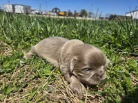 Sam, a male Shih Tzu for sale in Carlyle, IL – Photo 5 of 8