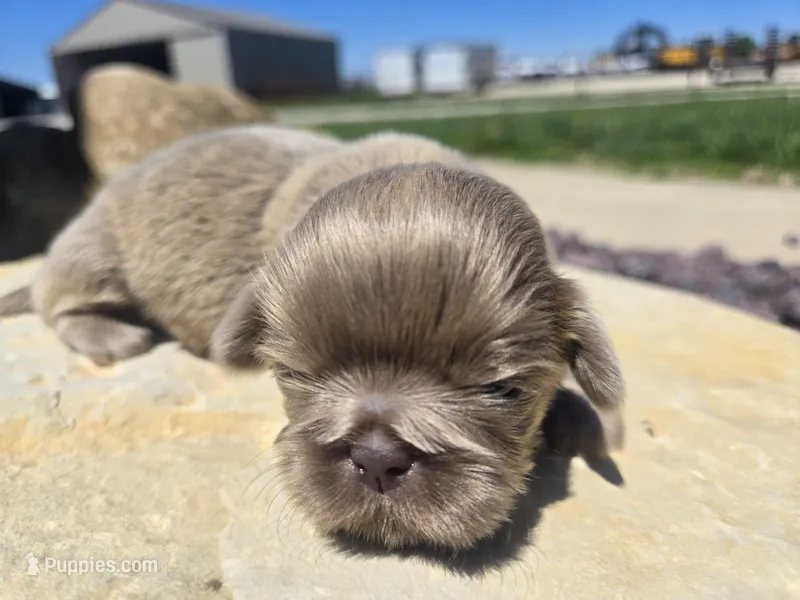 Sam – Shih Tzu puppy for sale in Carlyle, IL