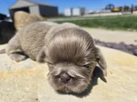 Sam, a male Shih Tzu for sale in Carlyle, IL – Photo 1 of 8