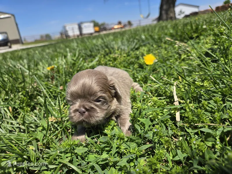 Sam – Shih Tzu puppy for sale in Carlyle, IL