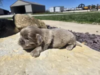 Sam, a male Shih Tzu for sale in Carlyle, IL – Photo 3 of 8