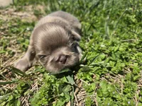 Sam, a male Shih Tzu for sale in Carlyle, IL – Photo 6 of 8