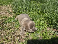 Sam, a male Shih Tzu for sale in Carlyle, IL – Photo 8 of 8