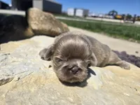 Sam, a male Shih Tzu for sale in Carlyle, IL – Photo 2 of 8