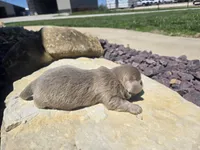 Sam, a male Shih Tzu for sale in Carlyle, IL – Photo 4 of 8