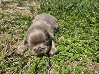 Sam, a male Shih Tzu for sale in Carlyle, IL – Photo 7 of 8