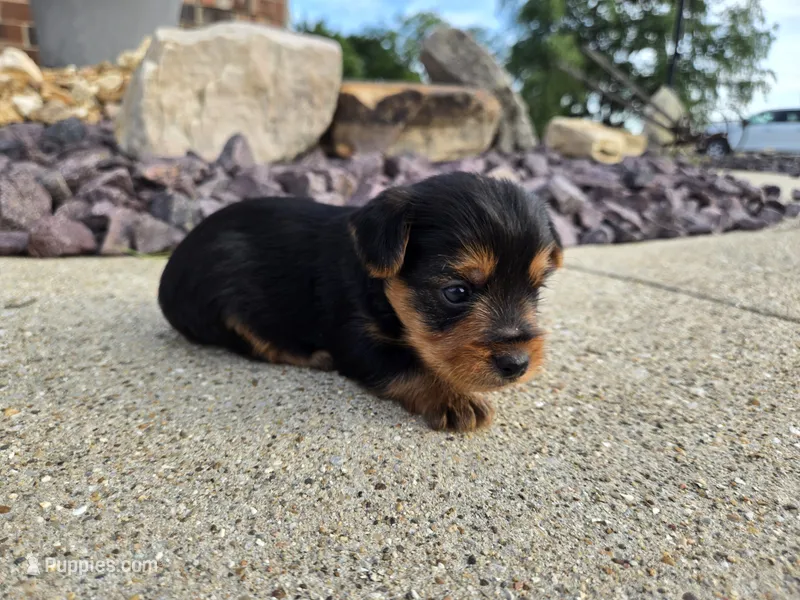 Stan – Yorkshire Terrier puppy for sale in Carlyle, IL