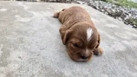 Bruce, a male Cavalier King Charles Spaniel for sale in Carlyle, IL – 5 of 7