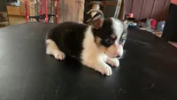 Dally, a female Cardigan Welsh Corgi and Pembroke Welsh Corgi for sale in Carlyle, IL – 3 of 8