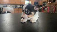 Dally, a female Cardigan Welsh Corgi and Pembroke Welsh Corgi for sale in Carlyle, IL – 6 of 8
