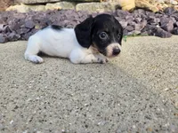 Eva, a female Miniature Dachshund for sale in Carlyle, IL – 3 of 8