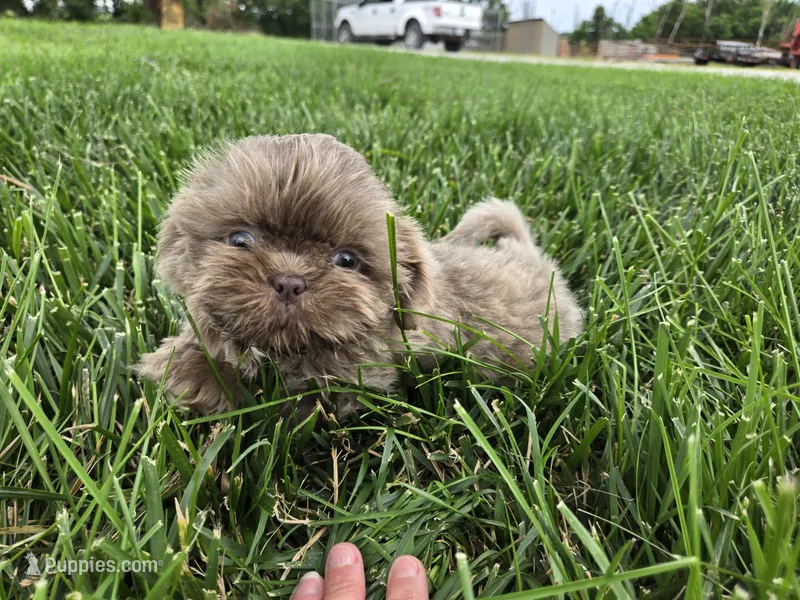 Sam – Shih Tzu puppy for sale in Carlyle, IL