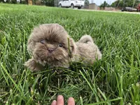 Sam, a male Shih Tzu for sale in Carlyle, IL – 1 of 9