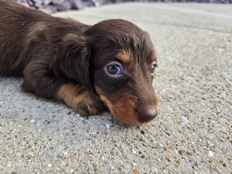 Kevin – Miniature Dachshund puppy for sale in Carlyle, IL