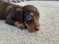 Kevin, a male Miniature Dachshund for sale in Carlyle, IL – 1 of 7