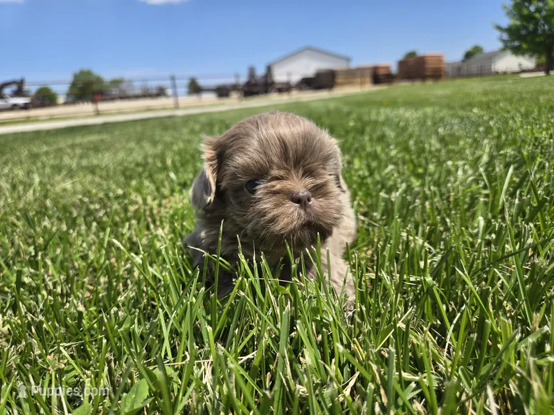 Sam – Shih Tzu puppy for sale in Carlyle, IL