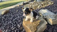 Dally, a female Cardigan Welsh Corgi and Pembroke Welsh Corgi for sale in Carlyle, IL – 3 of 7