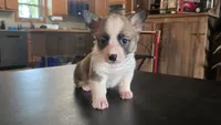 Popper, a female Cardigan Welsh Corgi and Pembroke Welsh Corgi for sale in Carlyle, IL – 1 of 5