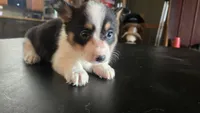 Dally, a female Cardigan Welsh Corgi and Pembroke Welsh Corgi for sale in Carlyle, IL – 4 of 8