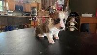 Popper, a female Cardigan Welsh Corgi and Pembroke Welsh Corgi for sale in Carlyle, IL – 2 of 5