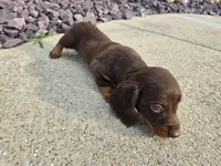 Nikki, a female Miniature Dachshund for sale in Carlyle, IL – 9 of 9