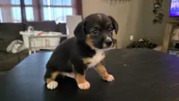 Phil, a male Pembroke Welsh Corgi and Toy Australian Shepherd for sale in Carlyle, IL – 5 of 6