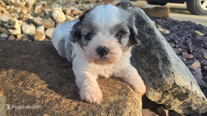 Dale – Cavapoo puppy for sale in Carlyle, IL