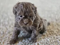 Cliff, a male Shihpoo for sale in Carlyle, IL – Photo 9 of 9