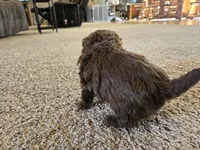 Cliff, a male Shihpoo for sale in Carlyle, IL – Photo 3 of 9